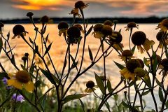 Sunset over water with wildflowers on the banks.