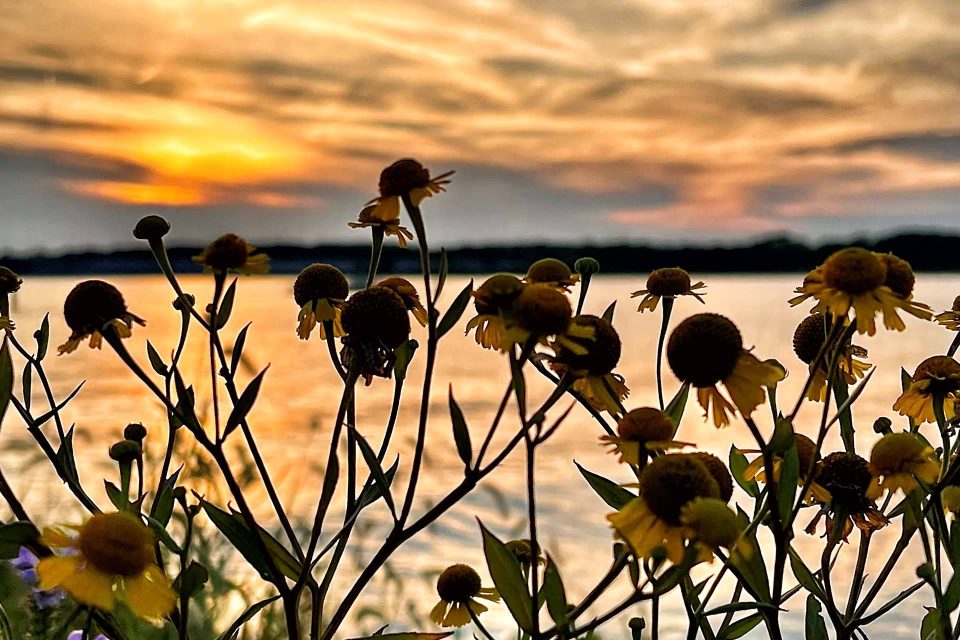Sunset photo by water with wildflowers in the foreground.