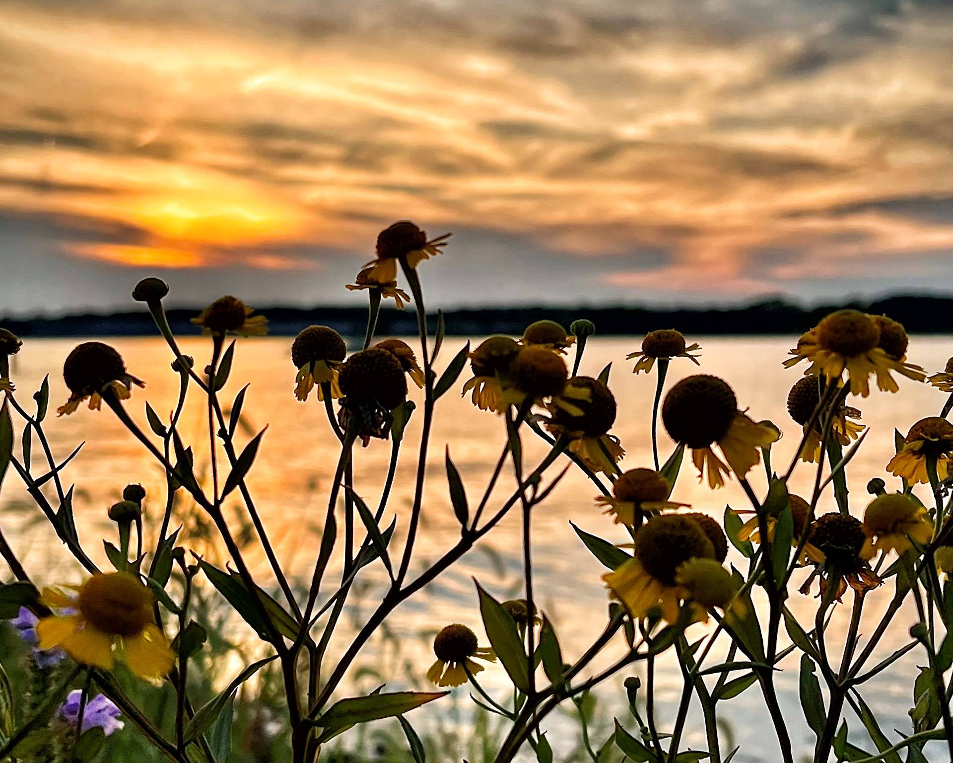 Sunset photo by water with wildflowers in the foreground.