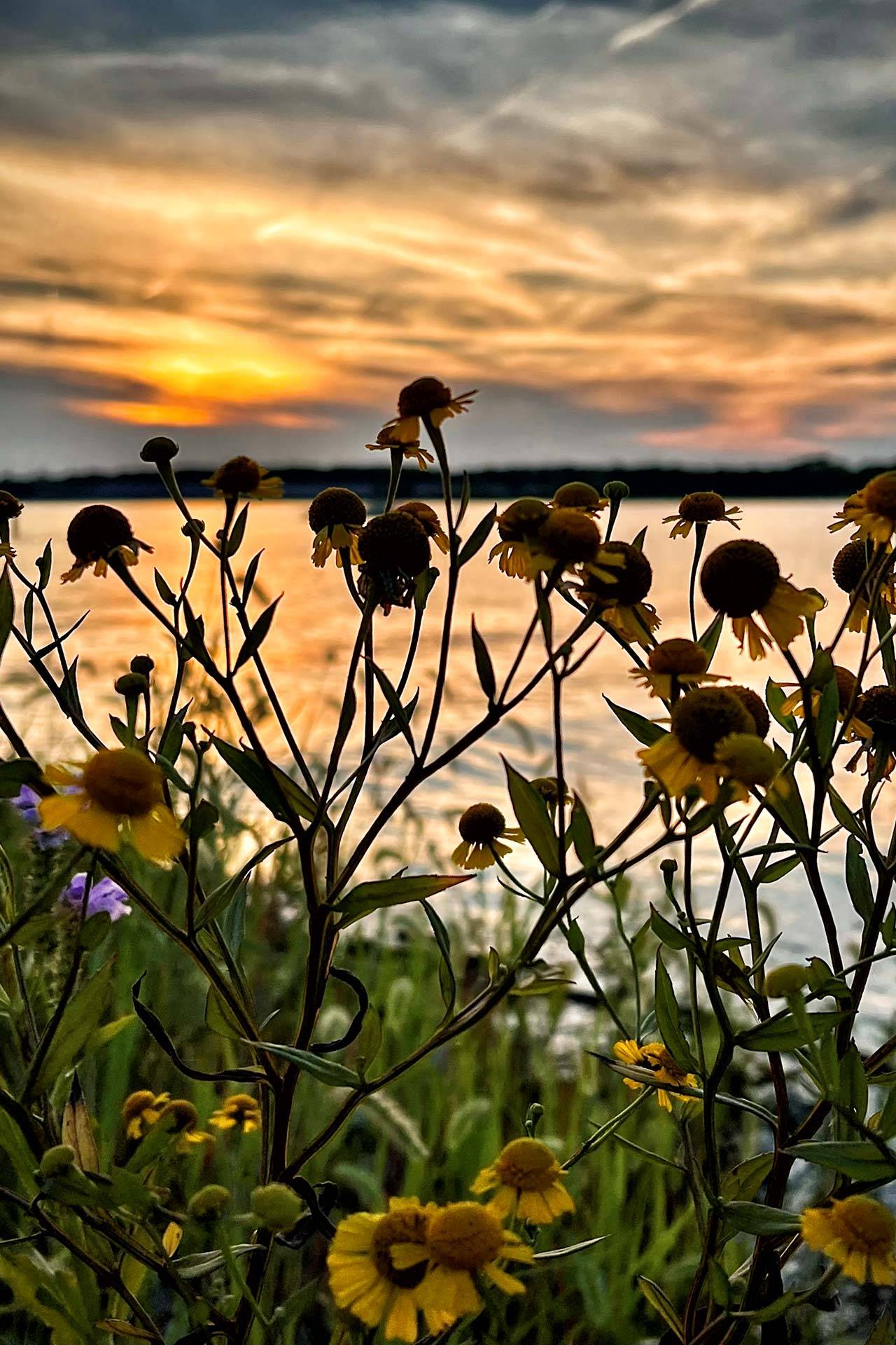 Sunset over water with wildflowers on the banks.